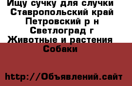 Ищу сучку для случки - Ставропольский край, Петровский р-н, Светлоград г. Животные и растения » Собаки   